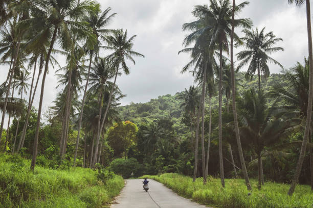 Scooter ride down a palm-lined road on Koh Jum