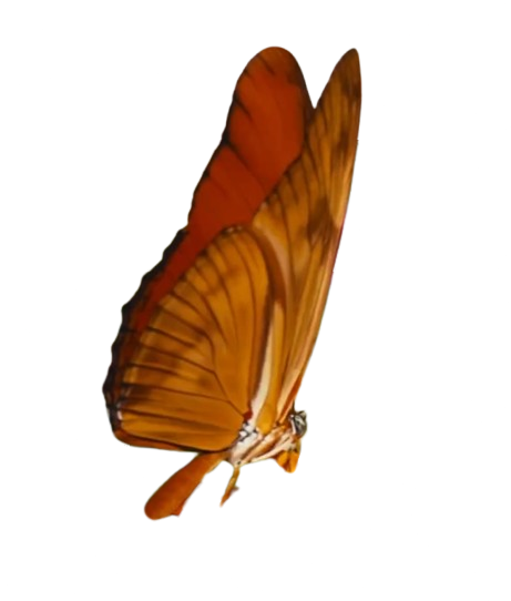 butterfly frame 1