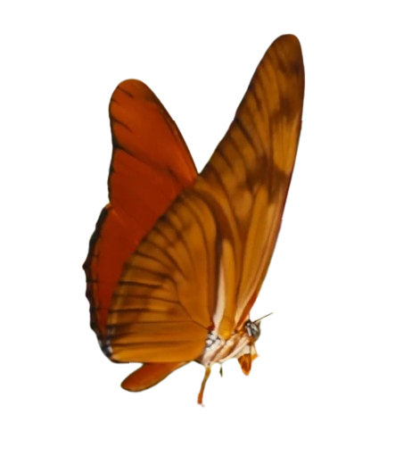 butterfly frame 2