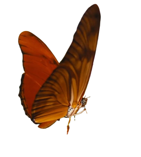 butterfly frame 3