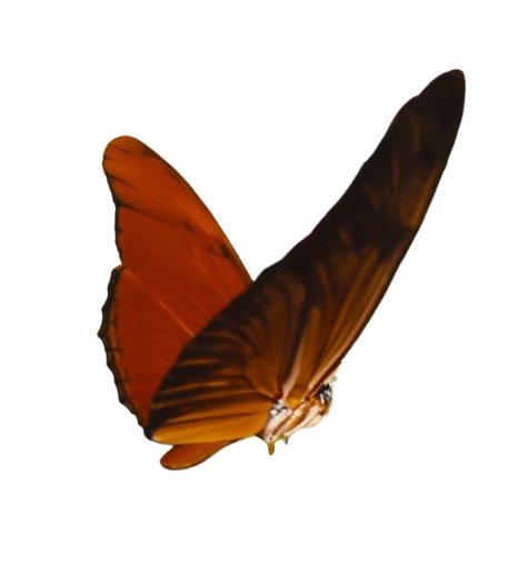 butterfly frame 4