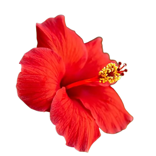 red hibiscus